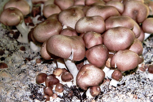 Vitalpilze – Kapseln mit Pilzpulver Vitalpilze – Kapseln mit Pilzpulver