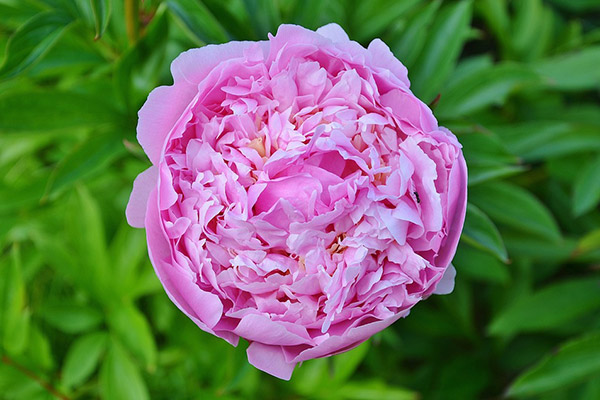 Damaszener Rose Damaszener Rose