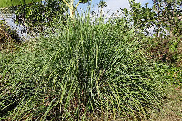 Lemongrasstrauch Lemongrasstrauch