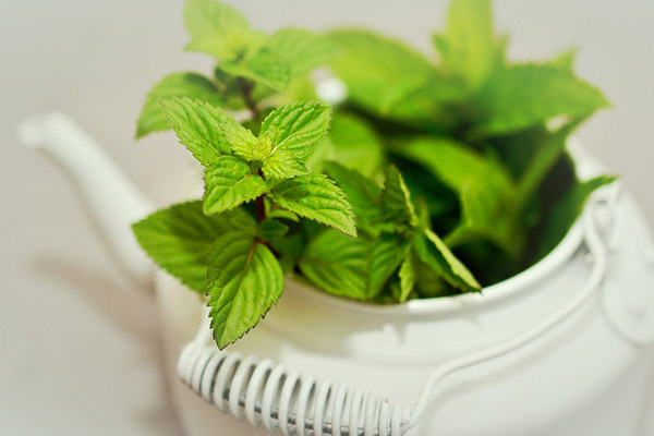 Pfefferminze Pfefferminze