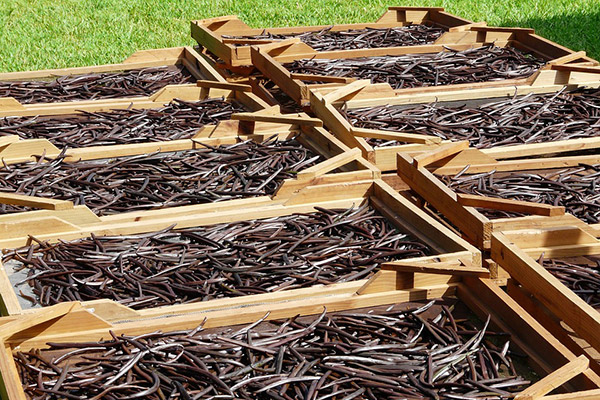 Vanilleschoten Vanilleschoten