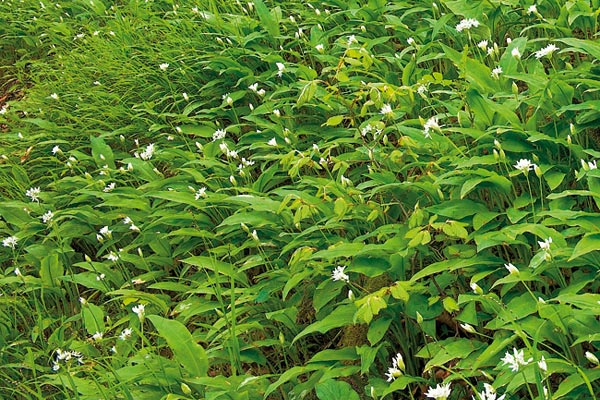 Bärlauch – ein geschätztes Wildgemüse Bärlauch – ein geschätztes Wildgemüse