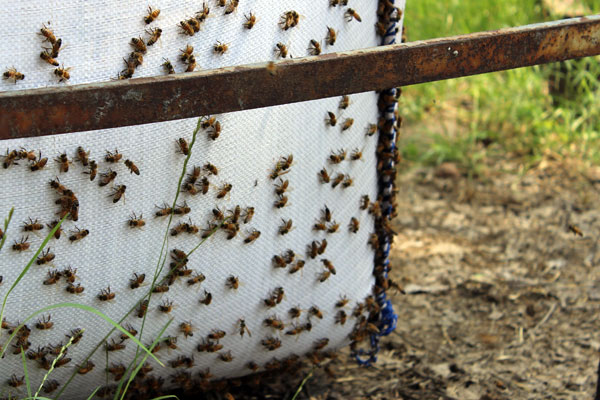 Trester mit Bienen Trester mit Bienen
