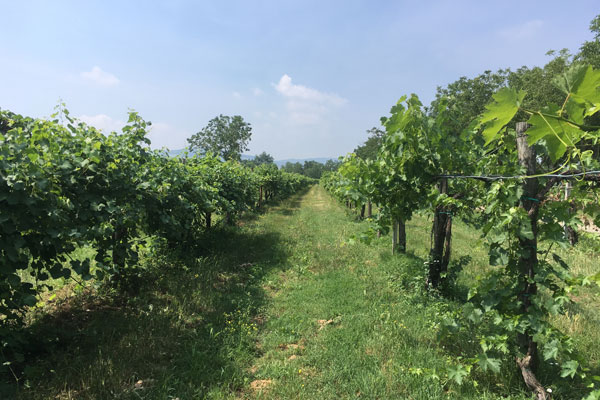 Weingarten Weingarten