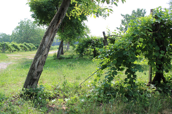 Weingarten Weingarten