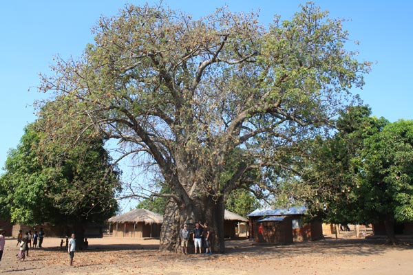Affenbrotbaum beim Lieferanten vor Ort Affenbrotbaum beim Lieferanten vor Ort