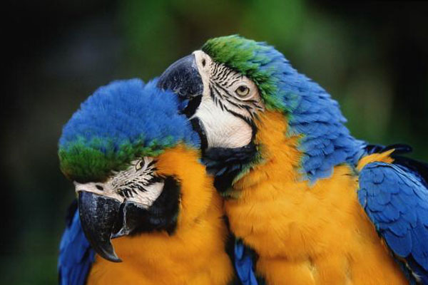 Beni, Bolivien Beni, Bolivien