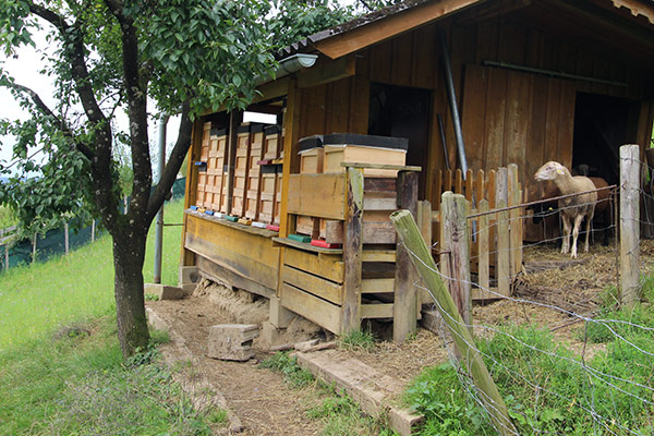 Bienenstöcke mit Schafen Bienenstöcke mit Schafen