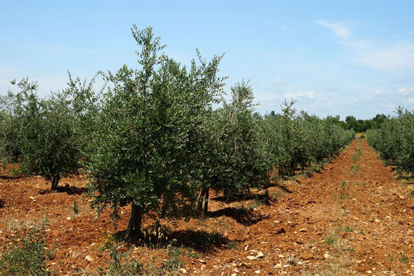 Cadenela Olivenhain Cadenela Olivenhain