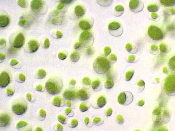 Chlorella Algen unter dem Mikroskop Chlorella Algen unter dem Mikroskop