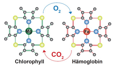 Chlorophyll und Hämoglobin Chlorophyll und Hämoglobin