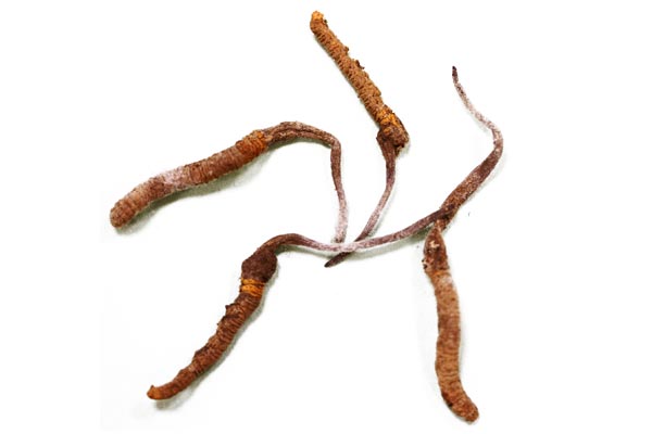 Cordyceps Cordyceps