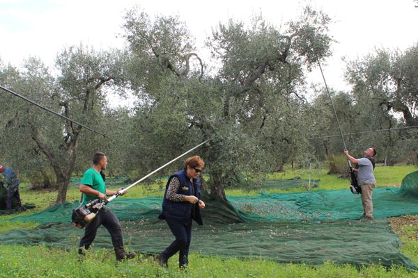 Ernte durch Rütteln Ernte durch Rütteln