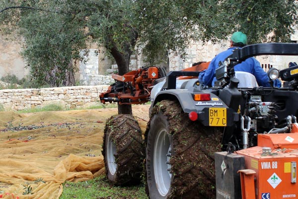 Ernte durch Schütteln Ernte durch Schütteln
