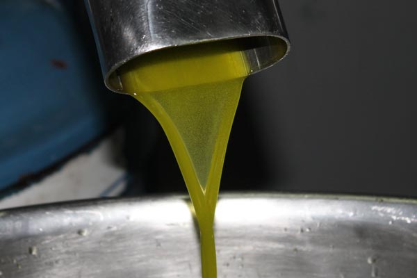 Olivenernte bei De Carlo Olivenernte bei De Carlo