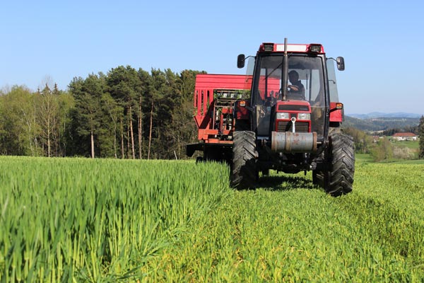 Mit einem für die Bio-Kräuterernte entwickelten Verfahren wird das Gerstengras geschnitten Mit einem für die Bio-Kräuterernte entwickelten Verfahren wird das Gerstengras geschnitten