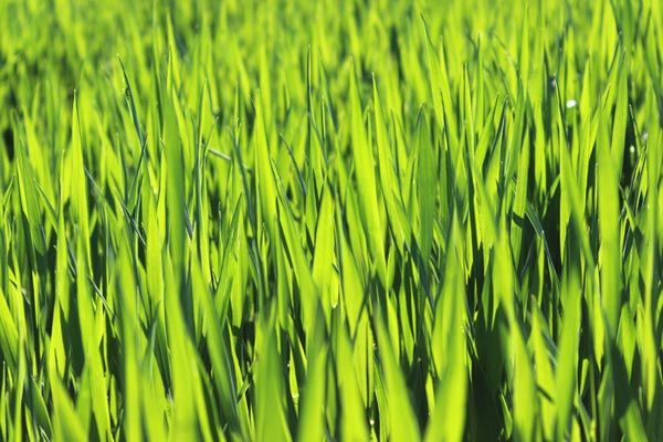 Gerstengras aus Österreich Gerstengras aus Österreich