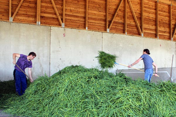 Das frisch geschnittene Gerstengras wird für die schonende Trocknung (bei 40 °C) vorbereitet Das frisch geschnittene Gerstengras wird für die schonende Trocknung (bei 40 °C) vorbereitet
