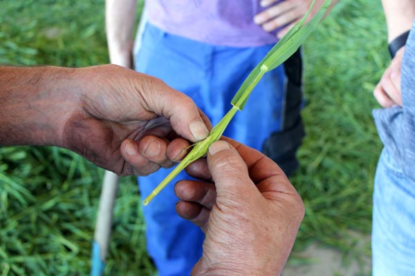 Die energiereiche Ähre beginnt gerade erst sich zu entwickeln Die energiereiche Ähre beginnt gerade erst sich zu entwickeln