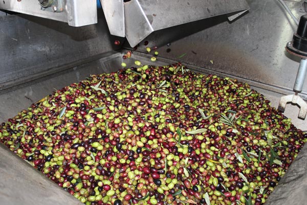 Gewaschene Oliven Gewaschene Oliven