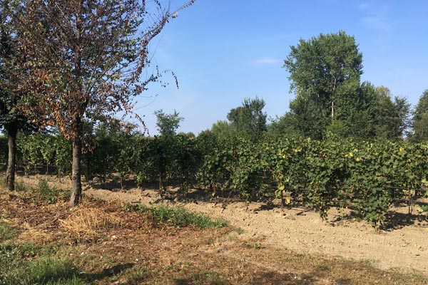 Weingarten Weingarten