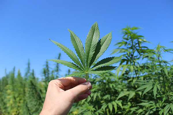 Hanf – ein vielfältiges Kulturgut kehrt zurück Hanf – ein vielfältiges Kulturgut kehrt zurück