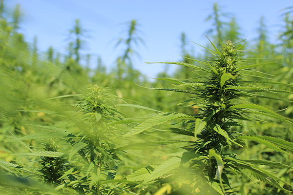 Hanfpflanze Hanfpflanze