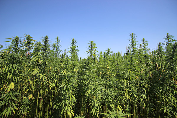 Hanfpflanzen Hanfpflanzen