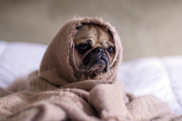 Kokosöl gegen Zecken Kokosöl gegen Zecken