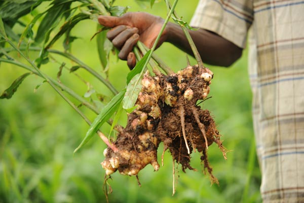 Ingwer – Extrakt mit effektiven Gingerolen Ingwer – Extrakt mit effektiven Gingerolen