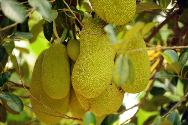 Jackfrucht Jackfrucht