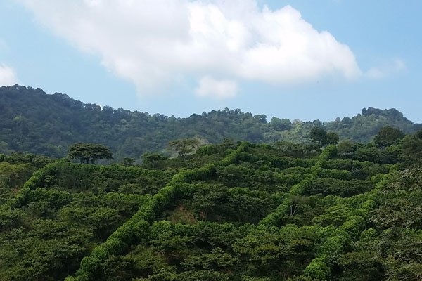 Kaffeeplantage Kaffeeplantage