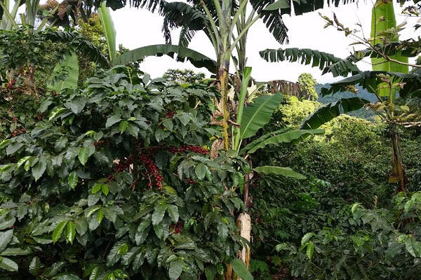 Kaffeestrauch Kaffeestrauch