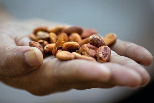 Kakaobohnen Kakaobohnen
