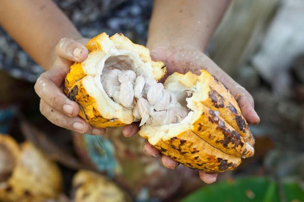 Kakaoschote Kakaoschote