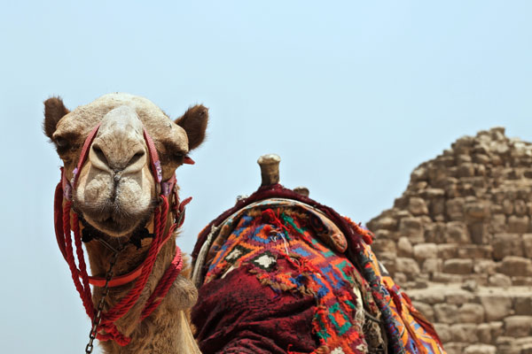 Das beste Schwarzkümmelöl kommt aus Ägyten Das beste Schwarzkümmelöl kommt aus Ägyten