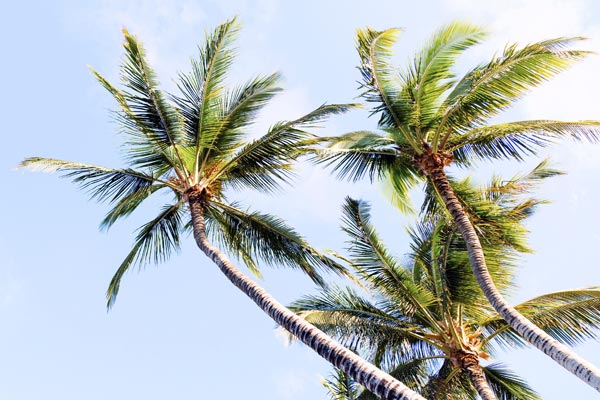 Natives Kokosöl – Genial, gesund und lecker Natives Kokosöl – Genial, gesund und lecker