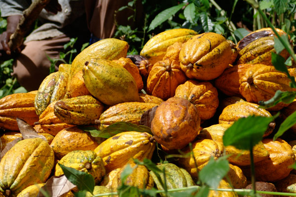 Virunga, Kongo Virunga, Kongo