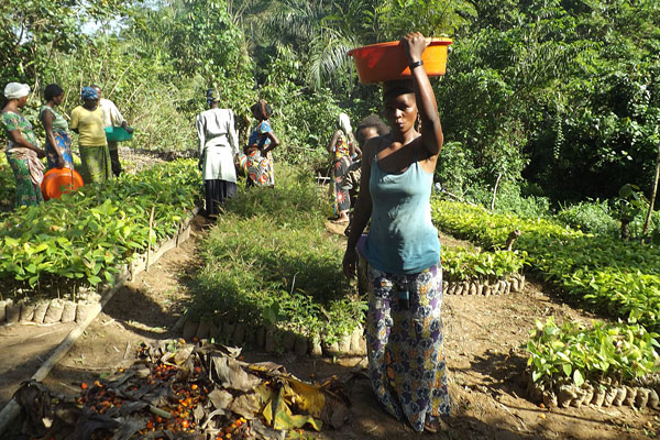 Virunga, Kongo Virunga, Kongo