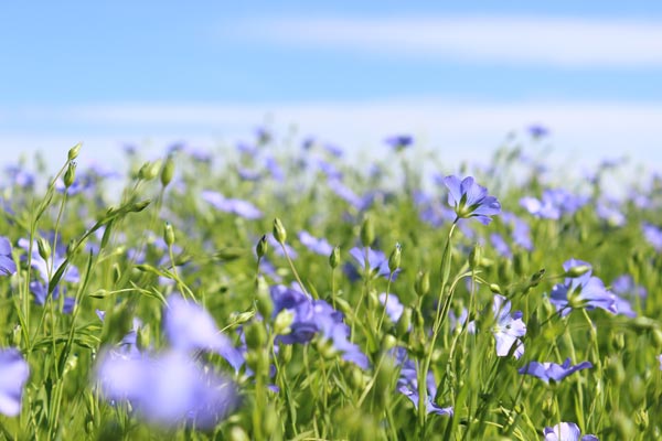 Leinblüte Leinblüte
