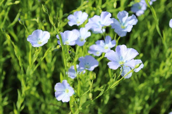 Blühender Lein Blühender Lein