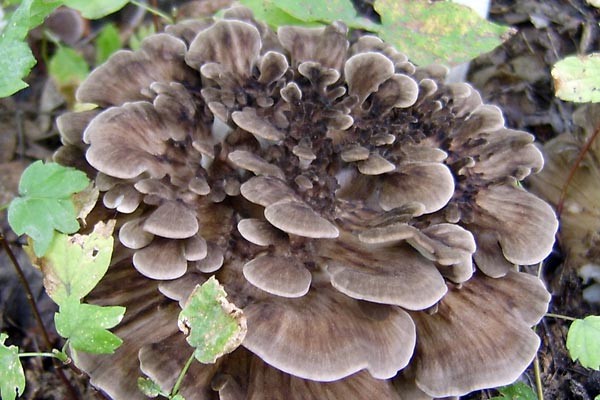 Maitake Maitake