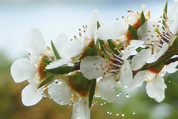 Aktiver Manuka Honig aus Neuseeland Aktiver Manuka Honig aus Neuseeland