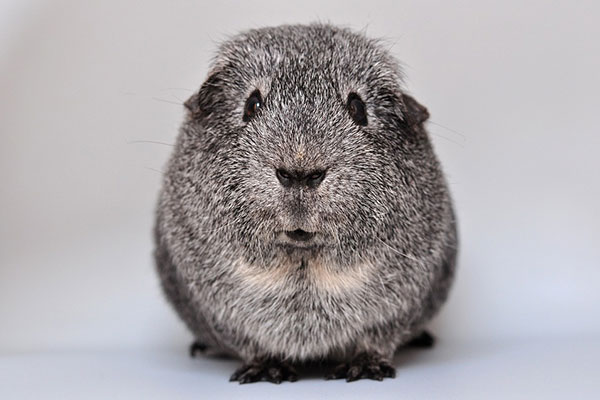 Vitamin C – ein Multitalent für alle Fälle Vitamin C – ein Multitalent für alle Fälle