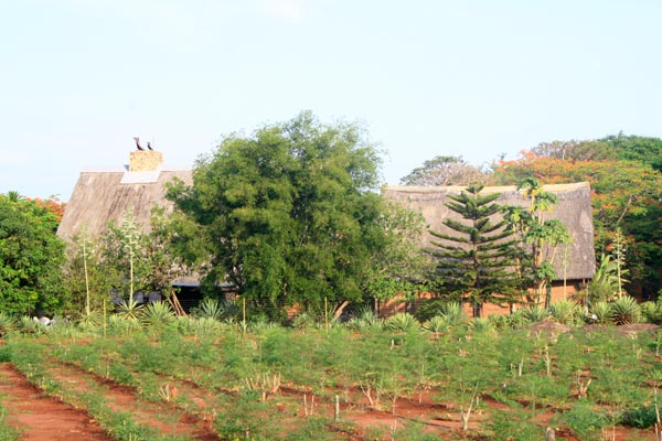 Moringa – ein Baum erobert die Welt Moringa – ein Baum erobert die Welt