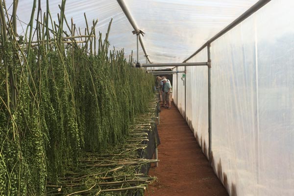 Moringa Trocknung Moringa Trocknung