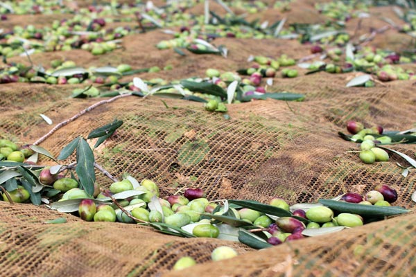 Oliven im Netz Oliven im Netz