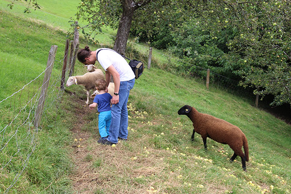 Streuobstwiese mit Schafen Streuobstwiese mit Schafen