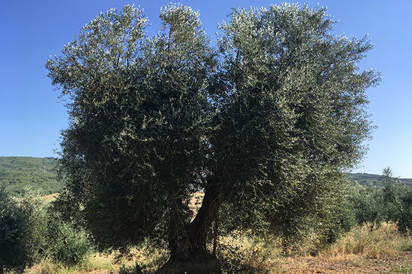 Olivasta Seggianese Olivasta Seggianese