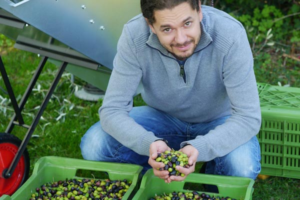Frisch geerntete Oliven Frisch geerntete Oliven